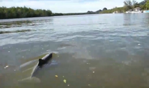 ชาวพังงาตื่นเต้น!พบโลมาปากขวดโผล่เล่นน้ำท่าเรือบ้านท่าด่าน